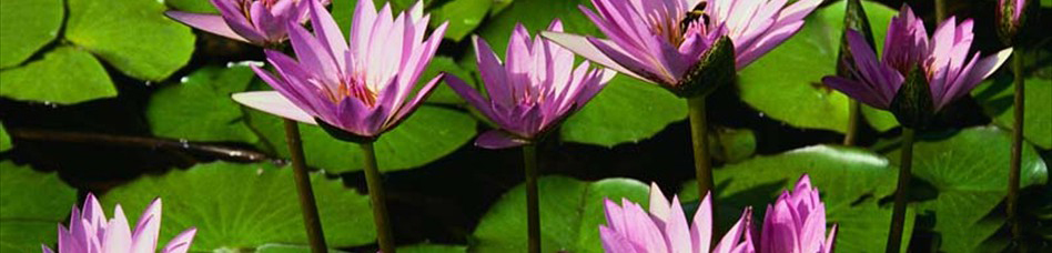 Water lilies